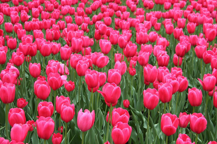 سیدعلی امیری