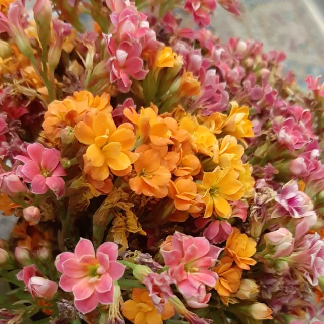 نیلوفر لبافی